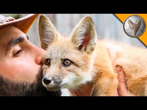 Friendly Baby Fox! - UC6E2mP01ZLH_kbAyeazCNdg