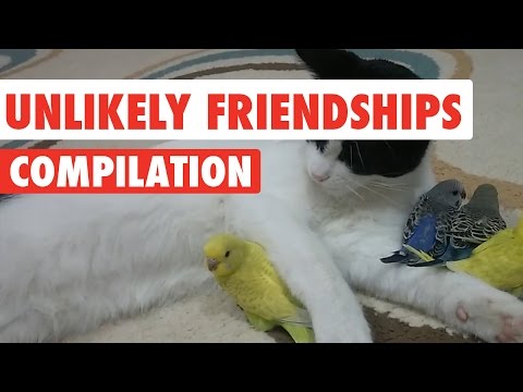 Unlikely Pet Friendships Video Compilation 2017 - UCPIvT-zcQl2H0vabdXJGcpg