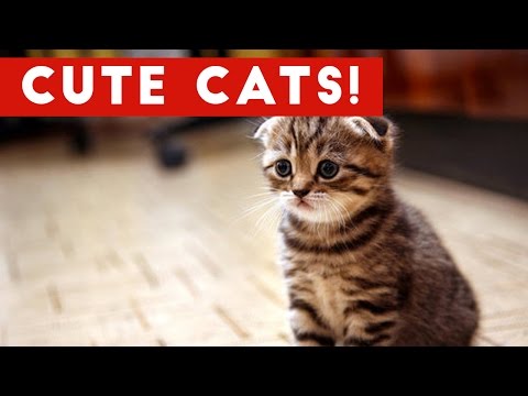 Cutest Cats Compilation 2017 | Best Cute Cat Videos Ever - UCYK1TyKyMxyDQU8c6zF8ltg