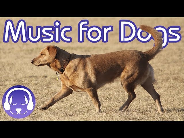 How Classical Music Can Help Dogs with Anxiety