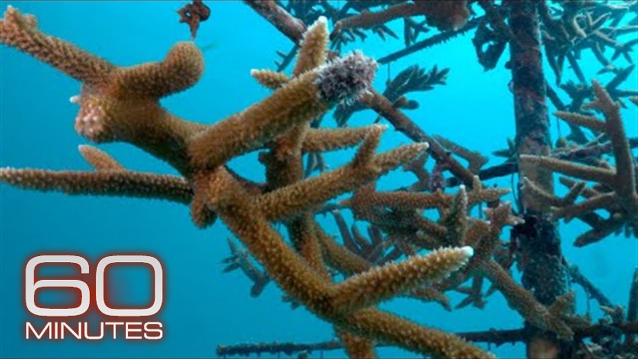 Marine biologists restoring coral reefs: “We are buying time” | 60 Minutes