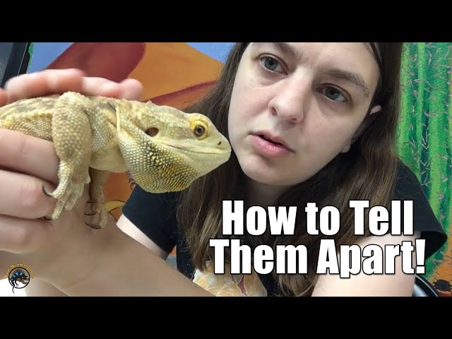 How to Tell If Your Bearded Dragon is Male or Female