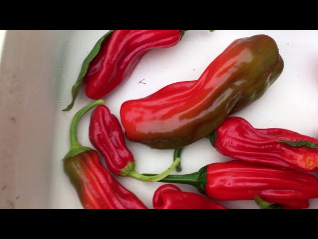 How To Preserve Shishito Peppers?