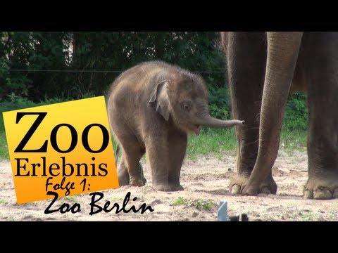 Zoo Berlin - Zoo Erlebnis #1 - UCMbOFR8BSlg4Tuvh8090chQ