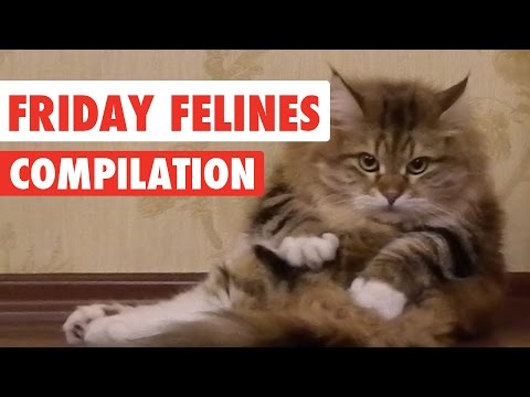 Funny Friday Felines Video Compilation 2017 - UCPIvT-zcQl2H0vabdXJGcpg