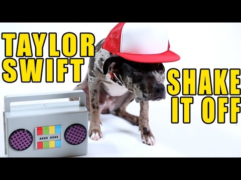 Taylor Swift - Shake It Off (Cute Dog Version) - UCPIvT-zcQl2H0vabdXJGcpg