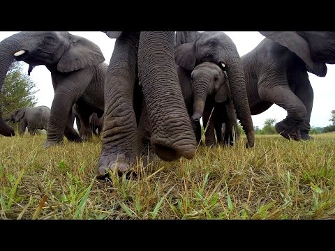 GoPro: Get Up Close With Wild Elephants - UCqhnX4jA0A5paNd1v-zEysw