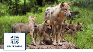 Wölfe – bedroht oder bedrohlich? | Artenvielfalt auf Truppenübungsplätzen | Bundeswehr