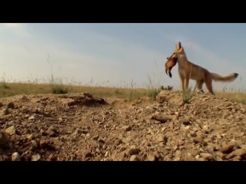 Coyote predators - Natural World - BBC - UCwmZiChSryoWQCZMIQezgTg