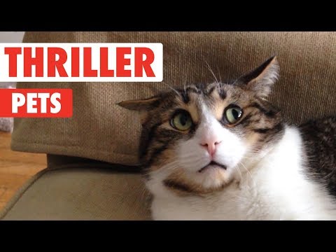 Thriller Pets - UCPIvT-zcQl2H0vabdXJGcpg