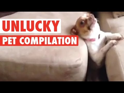 Unlucky Pets || Funny Compilation - UCPIvT-zcQl2H0vabdXJGcpg