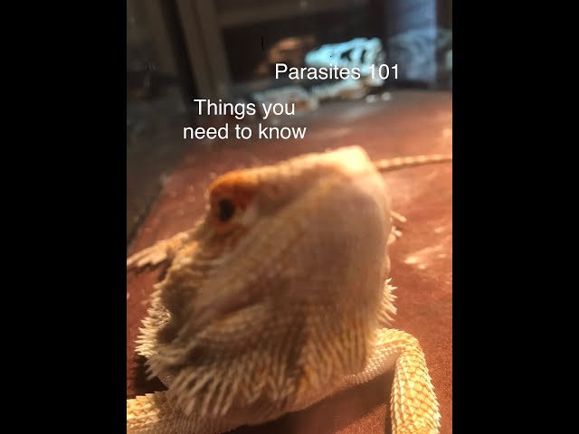 How Do I Know If My Bearded Dragon Has Parasites?