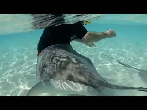 10 DANGEROUS Animals You Won't Believe EXIST! - UCmvqviNx70U0l4ZcvUAXxhA