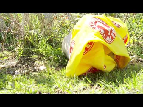 Yellow Lab Puppies Wearing Smiles and Bandanas - UCPIvT-zcQl2H0vabdXJGcpg