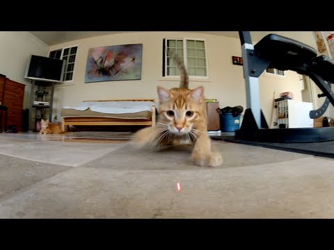 GoPro: Laser Cats - TV Commercial - UCqhnX4jA0A5paNd1v-zEysw