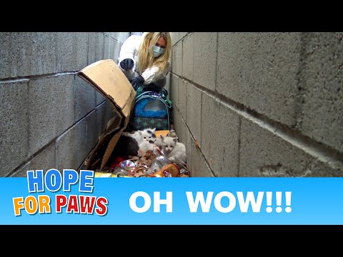 Oh WOW!!!  Look what we found under this pile of trash!!!  Please share. - UCdu8QrpJd6rdHU9fHl8J01A