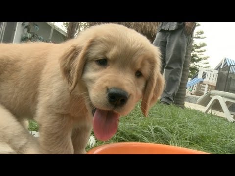 Golden Retriever Puppies Play With Ice Cubes And Get Ice Stuck All Over Themselves - UCPIvT-zcQl2H0vabdXJGcpg