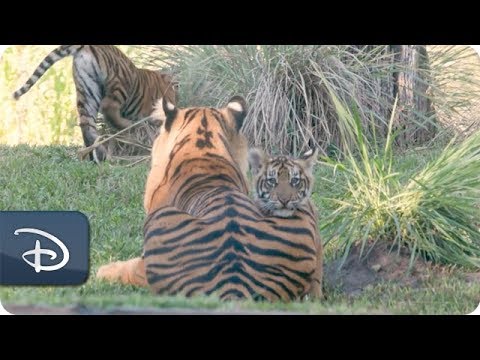 Sumatran Tiger Cubs Arrive at Maharajah Jungle Trek | Disney's Animal Kingdom - UC1xwwLwm6WSMbUn_Tp597hQ
