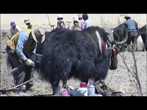 Farm Life, Lhasa, Tibet - China Travel Channel - UCqv3b5EIRz-ZqBzUeEH7BKQ