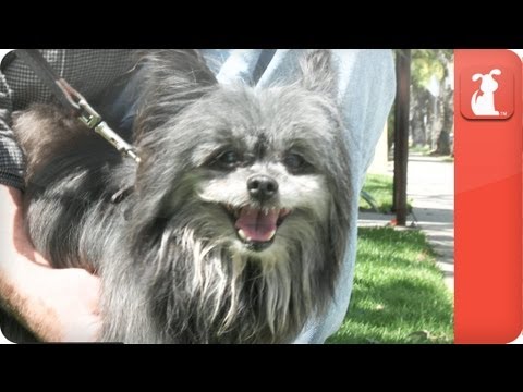 Unadoptables - Awesome Affenpinscher Spunky Regains His Eyesight - UCPIvT-zcQl2H0vabdXJGcpg