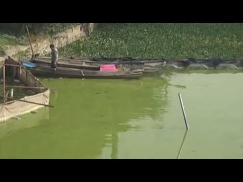 One of China's biggest freshwater lakes turned completely green - UCcyq283he07B7_KUX07mmtA