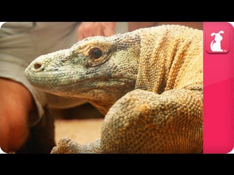 Bindi & Robert Irwin feature - Komodo Dragon (Fat Boy) - Growing Up Wild. - UCPIvT-zcQl2H0vabdXJGcpg