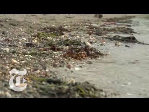 U.S.: Toxic Waters: Polluted Harbors | The New York Times - UCqnbDFdCpuN8CMEg0VuEBqA