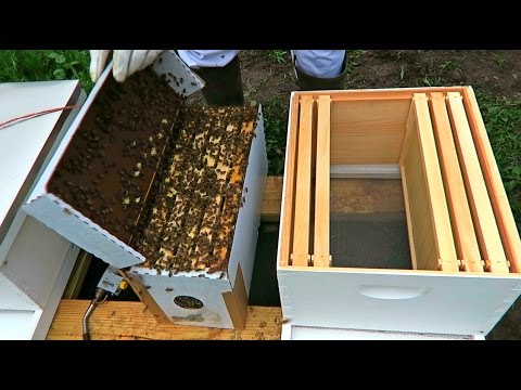 How to Install a Nuc - I Got 5 More Beehives! - UCkDbLiXbx6CIRZuyW9sZK1g