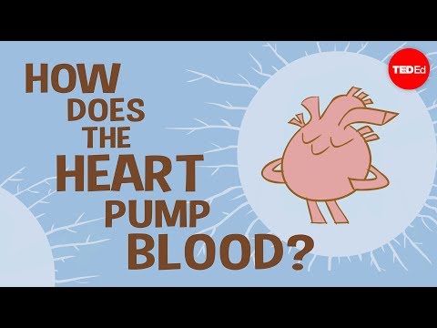 How the heart actually pumps blood - Edmond Hui - UCsooa4yRKGN_zEE8iknghZA