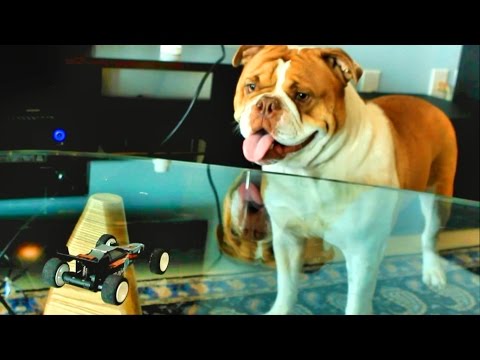 Funny Bulldog Vs Rc Car Through Glass Table HPI Baja Q32 - TheRcSaylors - UCYWhRC3xtD_acDIZdr53huA