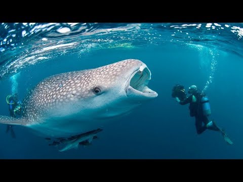 Wild Whale Rushes To Save Diver From Giant Shark - UCOaD4JxNYk29LHbHTOx3SQA