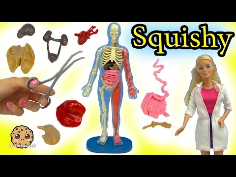 Squishy Human Body Parts with Scientist Barbie Teacher & Student Monster High Dolls Video - UCelMeixAOTs2OQAAi9wU8-g