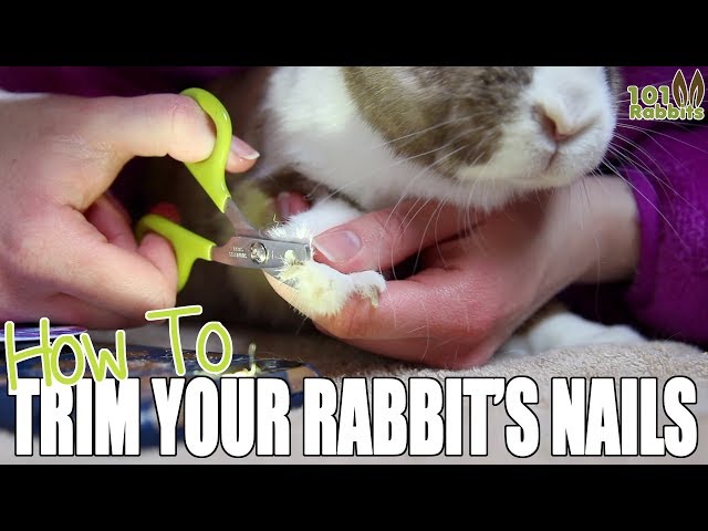 How to Cut Bunny Nails – The Safe and Easy Way