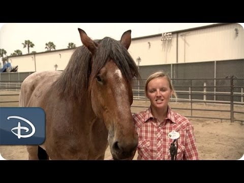 The Horses of the Circle D Ranch | Disneyland Park - UC1xwwLwm6WSMbUn_Tp597hQ