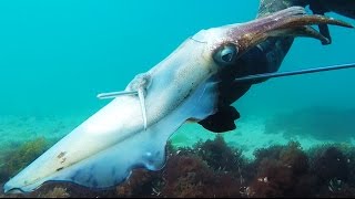 Chasse sous marine - Calamar - Squid 2016 