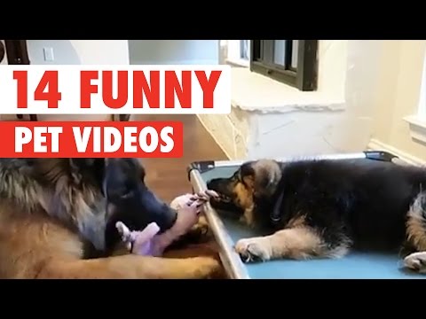 14 Funny Pet Videos Compilation 2017 - UCPIvT-zcQl2H0vabdXJGcpg