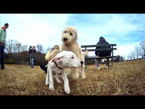 GoPro HD: Beautiful Day at the Dog Park - UCqhnX4jA0A5paNd1v-zEysw