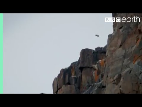 Chicks Jump Off Cliff - Life Story - BBC - UCwmZiChSryoWQCZMIQezgTg