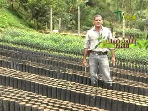 Como cultivar Lima Acida - Producido por Juan Gonzalo Angel Restrepo - TvAgro - UCzW1r6IO7r8C2RPLZrD5lwA