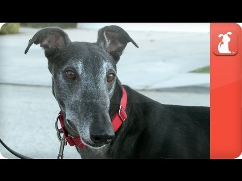 Magilla the High Prey Greyhound - Tails of Hope - UCPIvT-zcQl2H0vabdXJGcpg