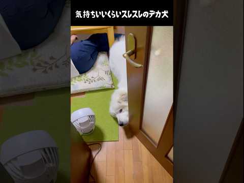 気持ちいいくらいスレスレの愛犬　#greatpyrenees #犬のいる生活 #大型犬のいる生活 #大型犬 #グレートピレニーズ #癒し #愛犬 #ペット #可愛い #大型犬と暮らす