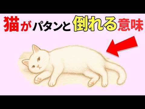 猫の倒れる行動でわかるサインと本音の見つけ方 サムネイル