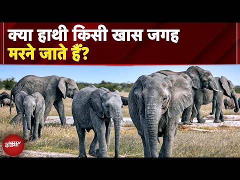 Asia की सबसे बुजुर्ग हथनी 'वत्सला' का निधन, जानें भारत में Elephants की उम्र से जुड़े Facts | NDTV