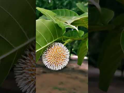 #kadhabha flower #lifeisbutadream #ammavaru #kadhabha#tree