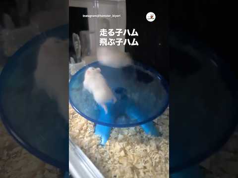 猫の動画サムネイル - ストイックな子ハム🐹｜PECO
