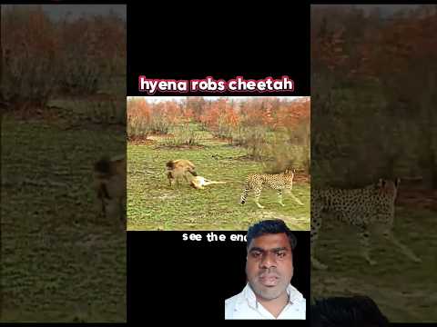 Cheetah vs hyena #animals #wildlife #ytshorts