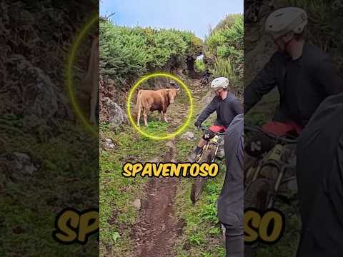 TROVANO UN TORO SUL PERCORSO MA FANNO UNA COSA SBAGLIATISSIMA! 🤯 #virale #divertente