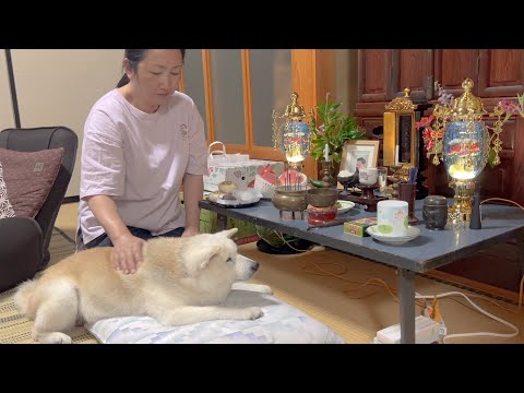 【お盆】大好きだったお父さんを出迎える気満々の優しくて健気な柴犬 サムネイル