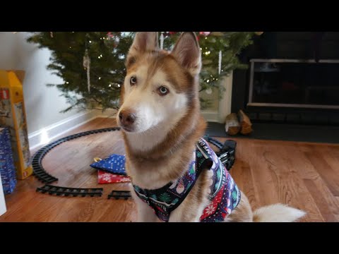 Laika the Husky gets Christmas Presents!!!
