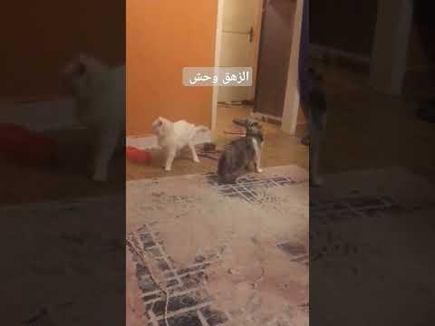 الزهق وحش لعبيني معاكي #cat #meaw #beautiful #kitten #lovecats #cute #pets #قطط #animals